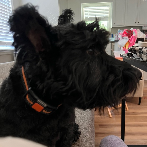 Meet your Posher, Julie - Picture 2 of 3